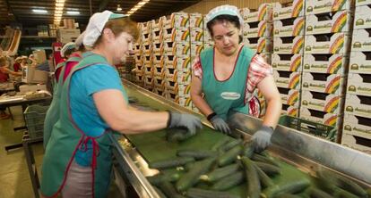 Trabajadoras de una empresa de pepinos de El Ejido, Almer&iacute;a.