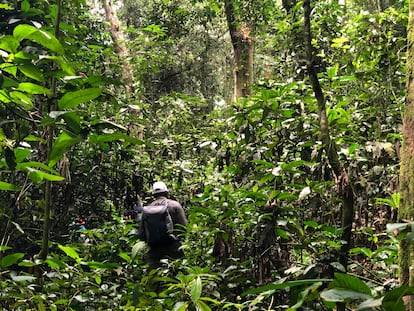 La Reserva de la Biosfera de Yangambi está en el corazón del segundo mayor bosque tropical del mundo y es vital para el clima y el abastecimiento de agua.