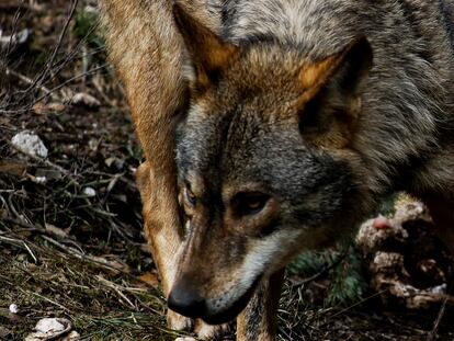 DVD 1042 (230221). Zamora. Reportaje lobo ibérico en la  Sierra de la Culebra y zonas limítrofes. Lobos en estado de semilibertad en el Centro del lobo ibérico de Castilla y León Félix Rodriguez de la Fuente en Robledo, Puebla de Sanabria. © LUIS SEVILLANO.