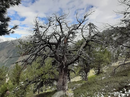 Un pino centenario gigante de madera y tejidos muertos, solo una pequeña parte de su estructura vive.