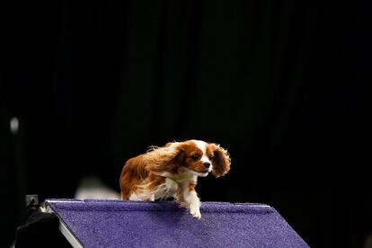 Un ejemplar de Cavalier King Charles Spaniel compite en la final del Masters Agility.