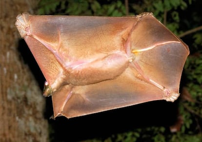 Un colugo planeando con su membrana completamente extendida.