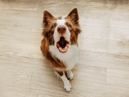 Los perros pueden transmitir diversos mensajes a través de su ladrido.