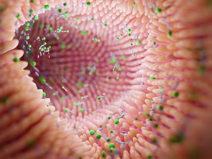 Imagen de la microbiota, formada por bacterias, hongos, virus y otros microorganismos, que son más abundantes en el intestino.