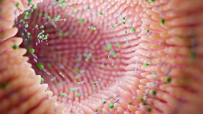 Imagen de la microbiota, formada por bacterias, hongos, virus y otros microorganismos, que son más abundantes en el intestino.