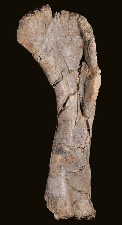 Húmero original de Turiasaurus riodevensis, hallado en Teruel.