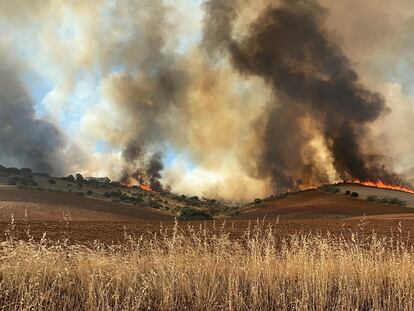 Columna de humo del incendio de cereal y pasto originado en la localidad madrileña de Valdepiélagos.