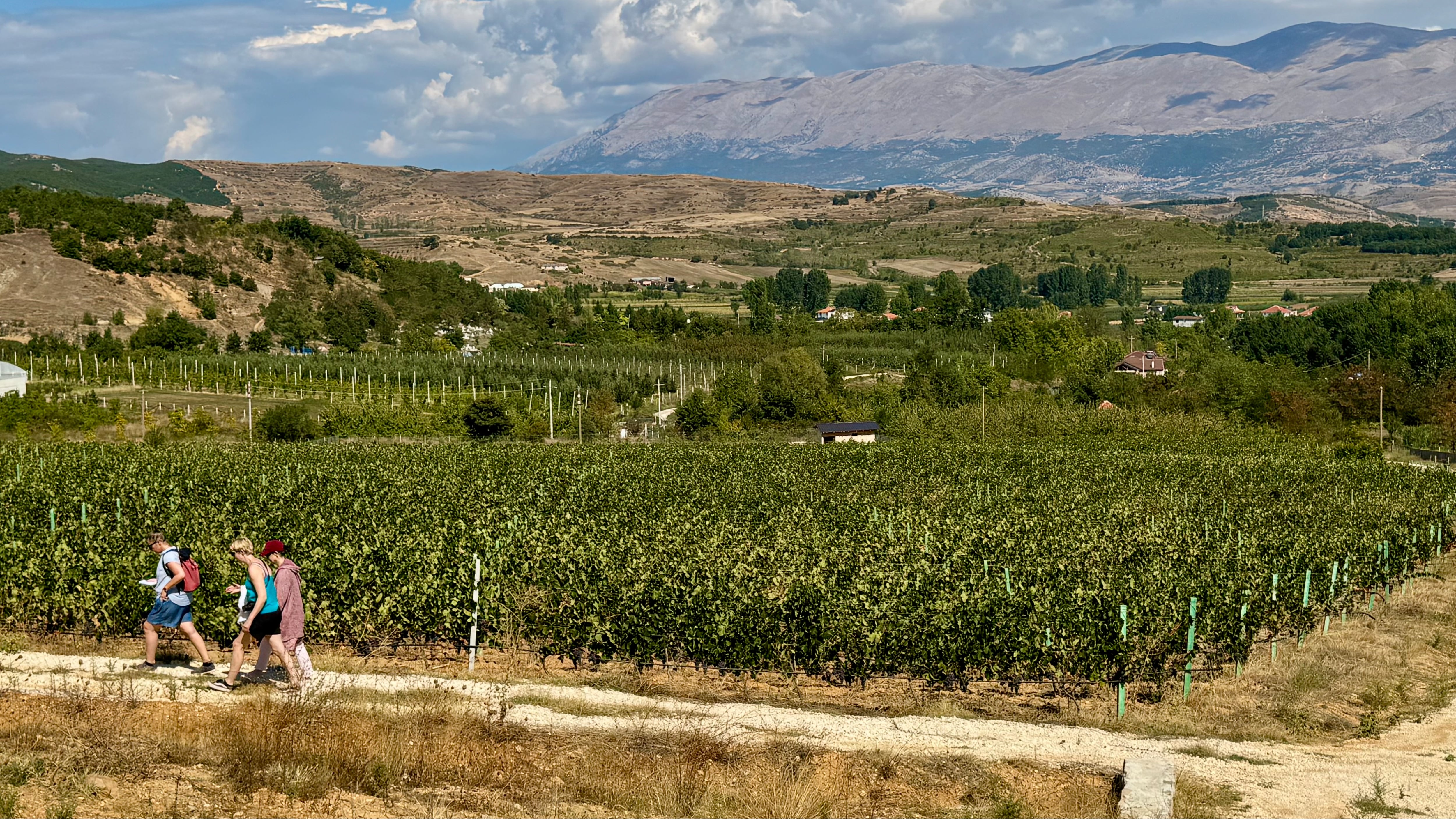 Vista de los viñedos de Rosa e Tymosur, una explotación agroturística en las cercanías del lago Ohrid, en Albania.