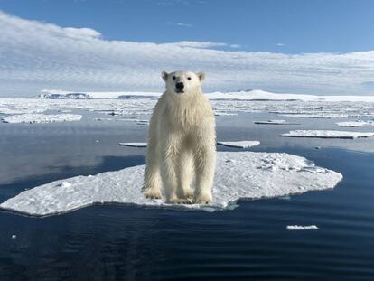 El calentamiento global está trastocando el ecosistema ártico del oso polar.