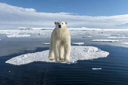 El calentamiento global está trastocando el ecosistema ártico del oso polar.