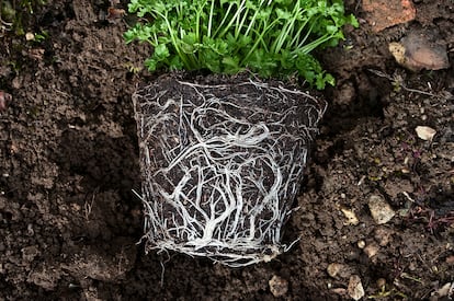 White, fibrous roots of various parsley plants.