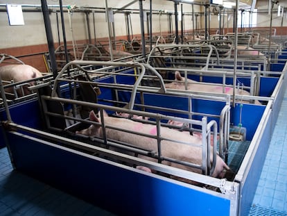 Una instalación intensiva de ganadería porcina en Fürstenzell (Alemania).