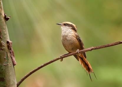 Biodiversidad Chile