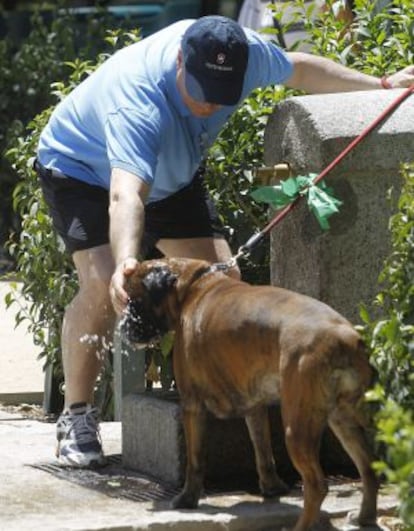 Un perro se refresca en una fuente del parque de El Retiro de Madrid.