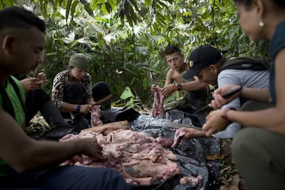 Los soldados de las FARC trabajan juntos para desollar la piel de un cerdo, cerca de su campamento escondido en Antioquia del estado, en los Andes del noroeste de Colombia.