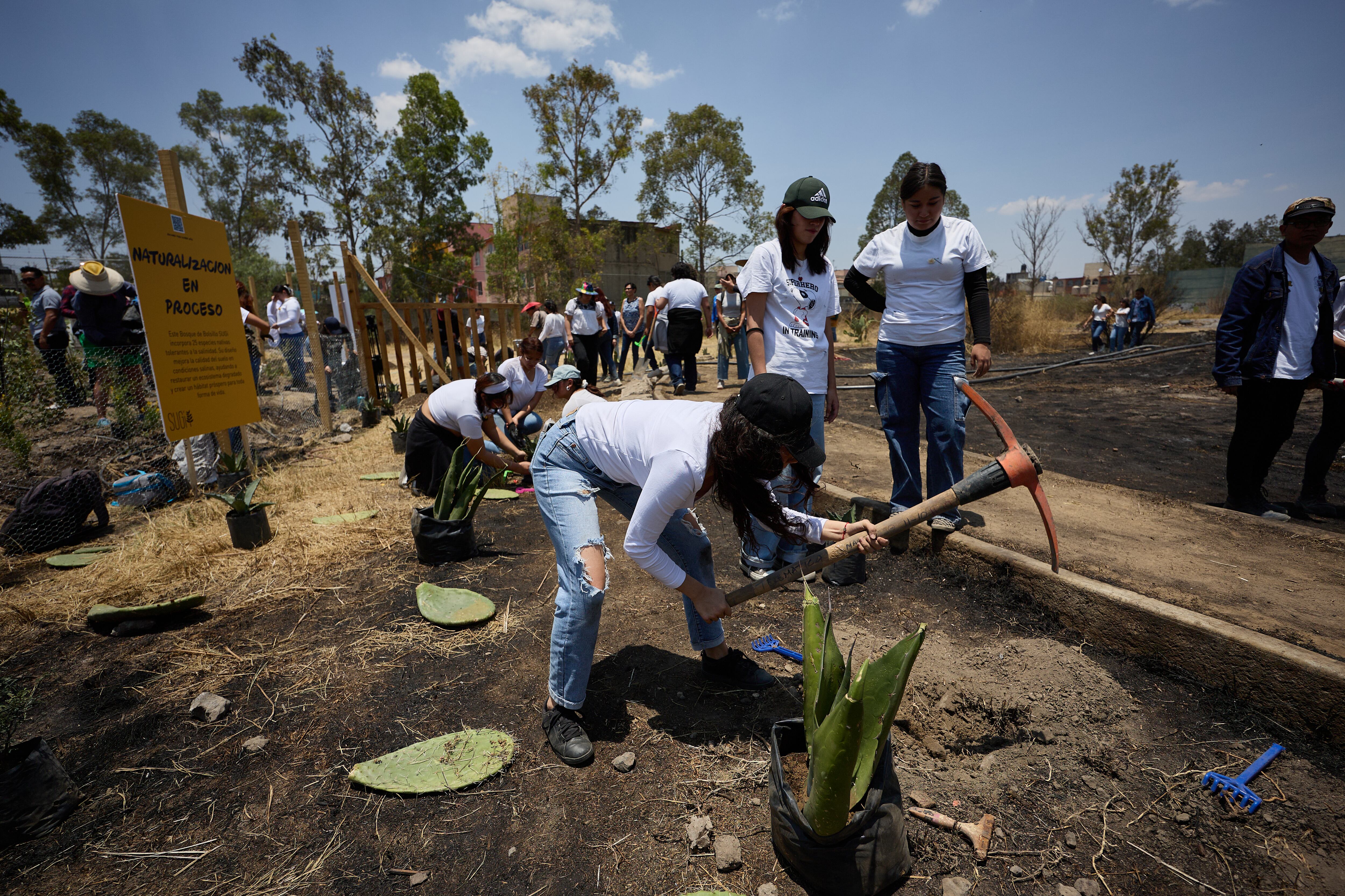 Miyawaki en Nezahualcóyotl: el método japonés para crear bosques llega a México