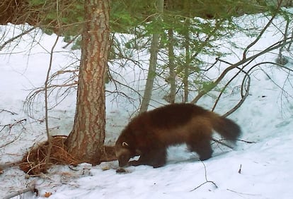 This photo provided by the California Department of Fish and Wildlife from a remote camera set by biologist Chris Stermer, shows a wolverine in the Tahoe National Forest near Truckee, Calif., on Feb. 27, 2016.