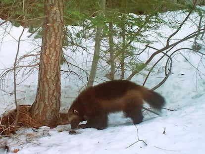 This photo provided by the California Department of Fish and Wildlife from a remote camera set by biologist Chris Stermer, shows a wolverine in the Tahoe National Forest near Truckee, Calif., on Feb. 27, 2016.