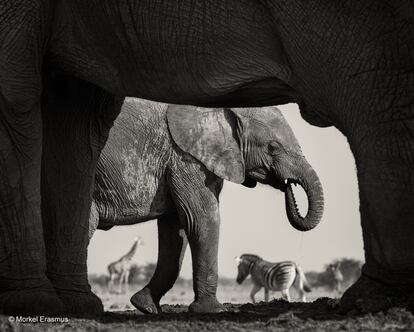 O fotógrafo sul-africano Morkel Erasmus foi além dos limites na composição dessa fotografia tirada no Parque Nacional Etosha, na Namíbia. Erasmus fotografou as patas de uma elefanta, que por sua vez enquadravam um retrato de sua cria, que ao mesmo tempo servia de moldura para uma girafa. E tudo isso na presença de uma zebra.