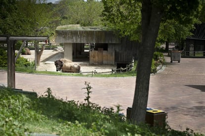 Un bisonte americano, que en primavera muda de piel, en el zoo de Madrid durante el estado de alarma.