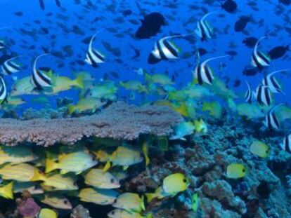 A decisão foi tomada para preservar uma área com mais de 7.000 espécies marinhas
