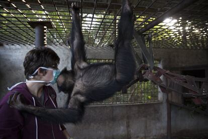 La voluntaria francesa Justine Le Hingrat, de 22 años, recibe atención de uno de los miembros del grupo infantil tras un paseo por el Centro de Conservación de Chimpancés.