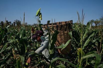 Un trabajador cosecha maíz en San Luis Potosí (México).
