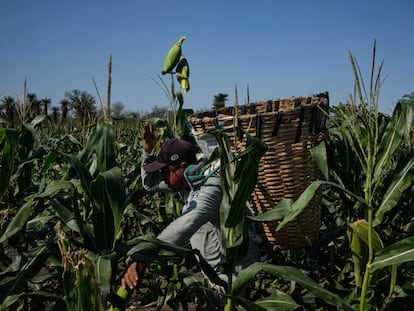 Un trabajador cosecha maíz en San Luis Potosí (México).