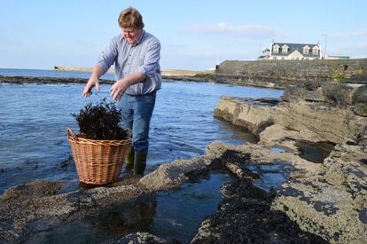 Los Killcullen Seeweed Baths están situados a pie de playa, en Enniscrone, en el condado de Sligo. Allí, Edward Killcullen, el propietario de estos baños, recoge las algas para su terapia enfrente de su propia casa.