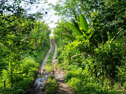 Uno de los ex empleados de la empresa Furukawa, que actualmente es parte de la resistencia, camina por las plantaciones de abacá para cosechar la fibra de esta planta.