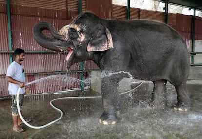 Un cuidador baña a un elefante el pasado sábado en el hospital para animales que la ONG Wildlife SOS ha abierto en Mathura (India).