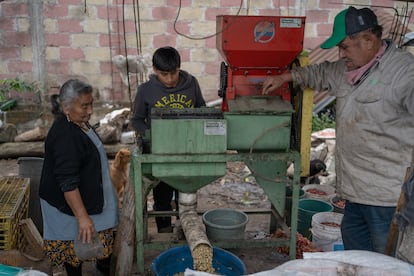 Gaudencio Coavichi, realiza el despulpe del café junto con su esposa Magdalena y su nieto Johan, en su hogar en Úrsulo Galvan.
