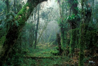 Selva atlántica Brasil