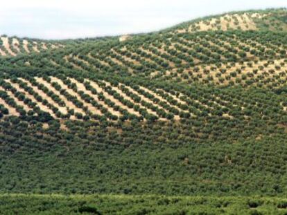 El calor y la sequía disparan los
precios del aceite