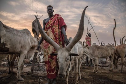 Un hombre sudanés de la tribu Dinka posa entre las vacas a primera hora de la mañana en su campamento de ganado en Mingkaman, en el estado de Lagos (Sudán del Sur).