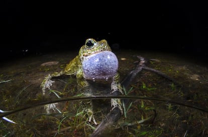 Macho de sapo corredor (Epiladea calamita) cantando para atraer a la hembra en las aguas menos profundas de una de las charcas estacionales de Camorchos.