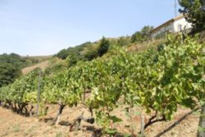 Viñas en la finca Carballedo.