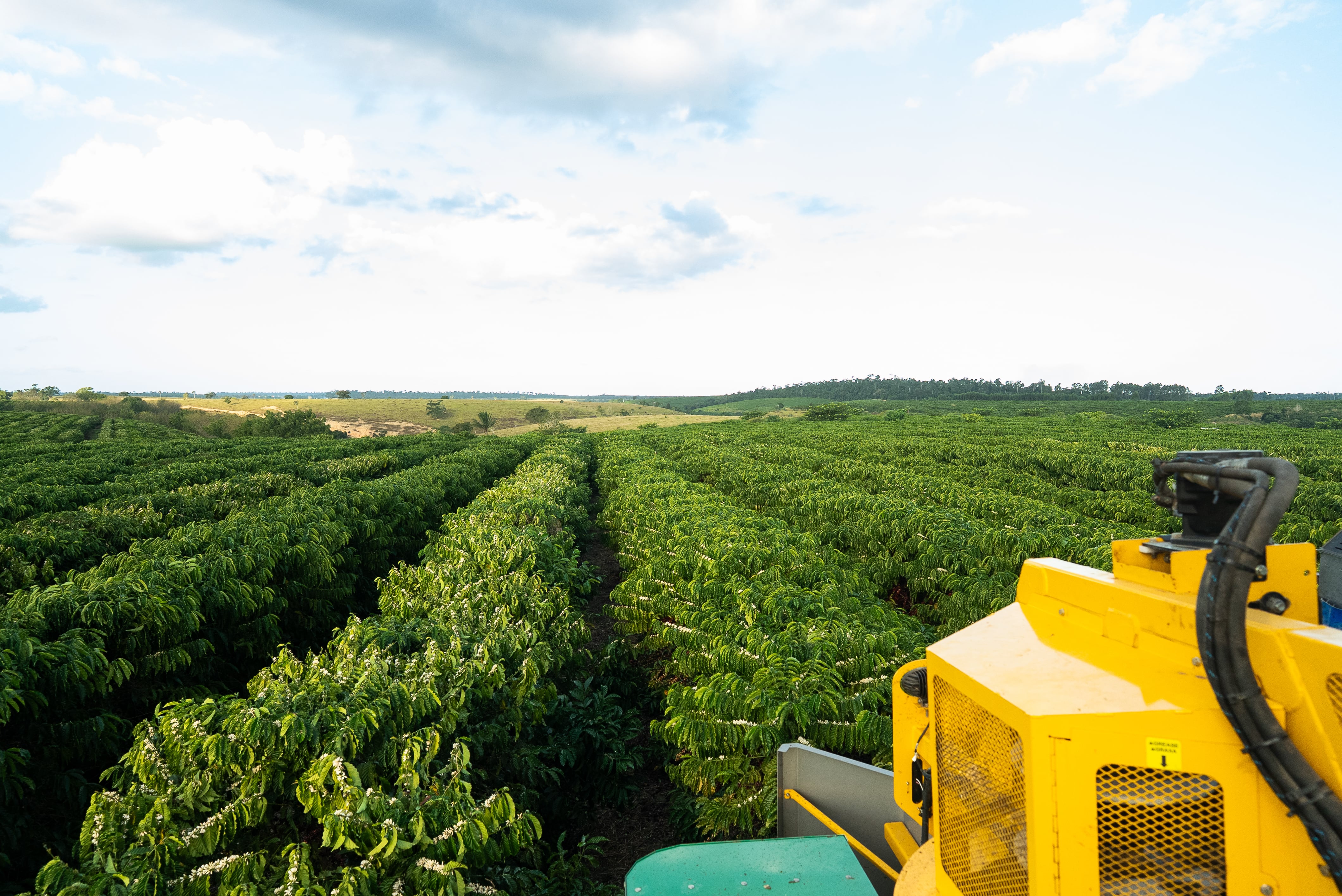 Cafetal ubicado en la finca Chapadao, ubicada en la localidad de Linhares, estado de Espírito Santo (Brasil), en una foto cedida por Nestlé.