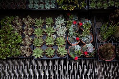 Plants are displayed for sale in Manhattan&#039;s flower district in New York, U.S., on Thursday, March 24, 2016. With an El Nino in the equatorial Pacific, winter across the contiguous U.S. was the warmest in history, and new daily high temperatures were posted last week in Philadelphia, Trenton, Boston and New York&#039;s Central Park. Photographer: 