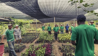 Vivero Sembrando Paz en La Joyita, uno de los pocos lugares donde se cultivan árboles nativos de Panamá.