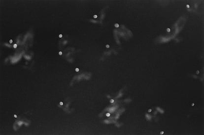 'Kanazawa' (1986) de la serie 'Ravens'
