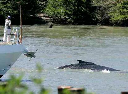 Miembros de la guardia costera vigilan de cerca a las dos ballenas extraviadas en el río Sacramento