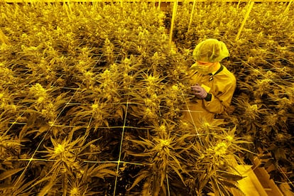 Plantas de marihuana en las instalaciones de la empresa Demecan, en Ebersbach, Alemania.