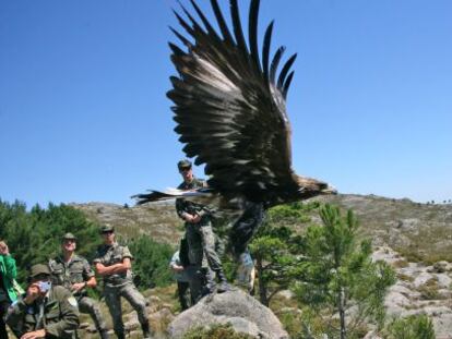 Un &aacute;guila real soltada en Galicia se dirige camino a Portugal. 