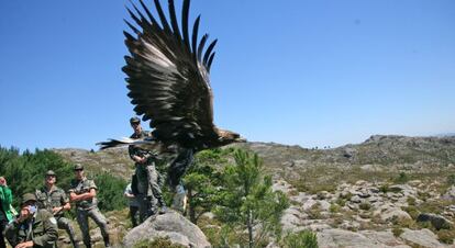 Un águila real soltada en Galicia se dirige camino a Portugal.