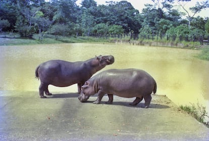 Pablo Escobar's hippos