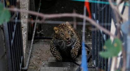 Un leopardo salvaje corre por el recinto de una vivienda antes de ser anestesiado por trabajadores del Zoo Central de Katmandú (Nepal).