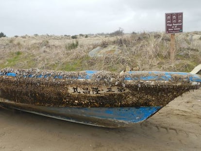 Barco japonês infestado de percebes encalhado em uma praia do Estado do Oregon