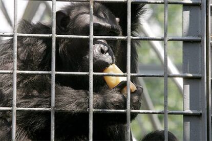 Un chimpancé come un helado de naranja en el Zoo Aquarium de Madrid para hacer frente a las altas temperaturas estivales.