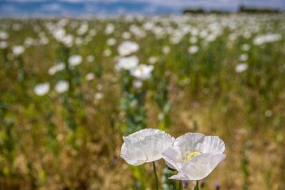 Las plantas silvestres de adormidera, con sus características amapolas blancas, proliferan en una finca semiabandonada de Ajofrín (Toledo), a la que los vampiros del opio acceden por un agujero en una valla.